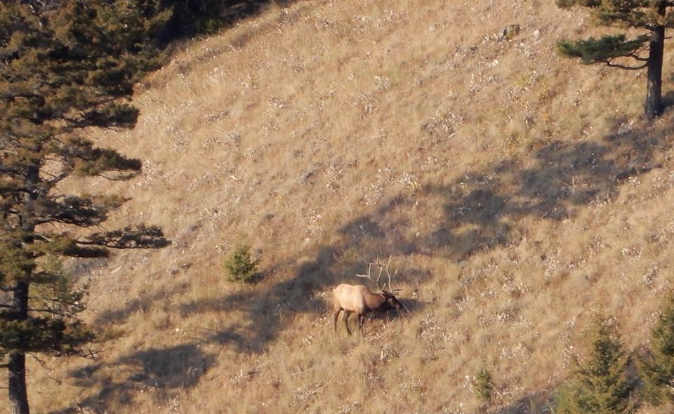 How to Scout Elk on Public Land: A Complete Guide to Finding More Bulls