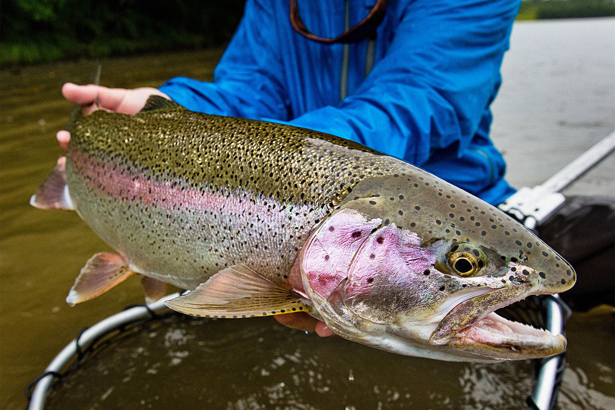 How to Read Water for Trout Fishing: Find More Fish in Rivers and Streams