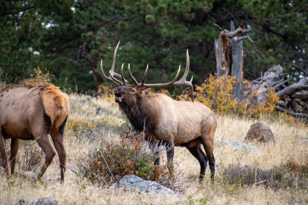 Best Elk Hunting Rifles for 2026